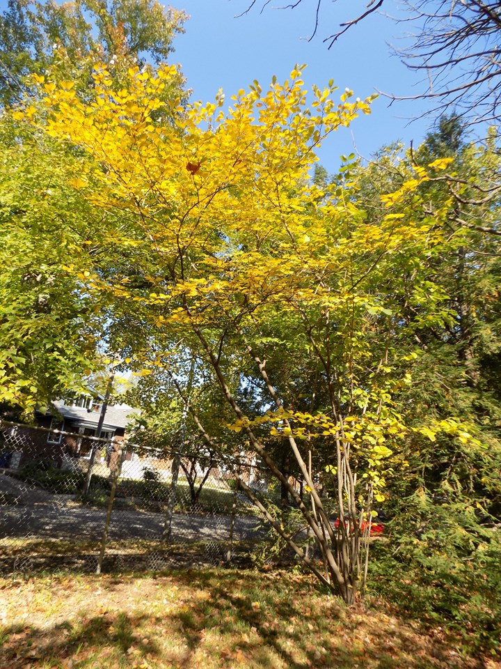 American Witch Hazel (Hamamelis virginiana)